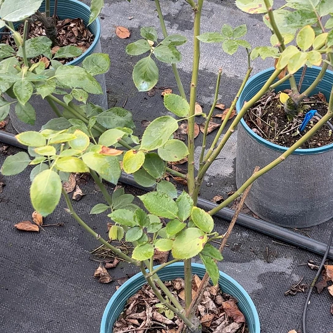 无花朵紫雾，1.8加仑土球发货