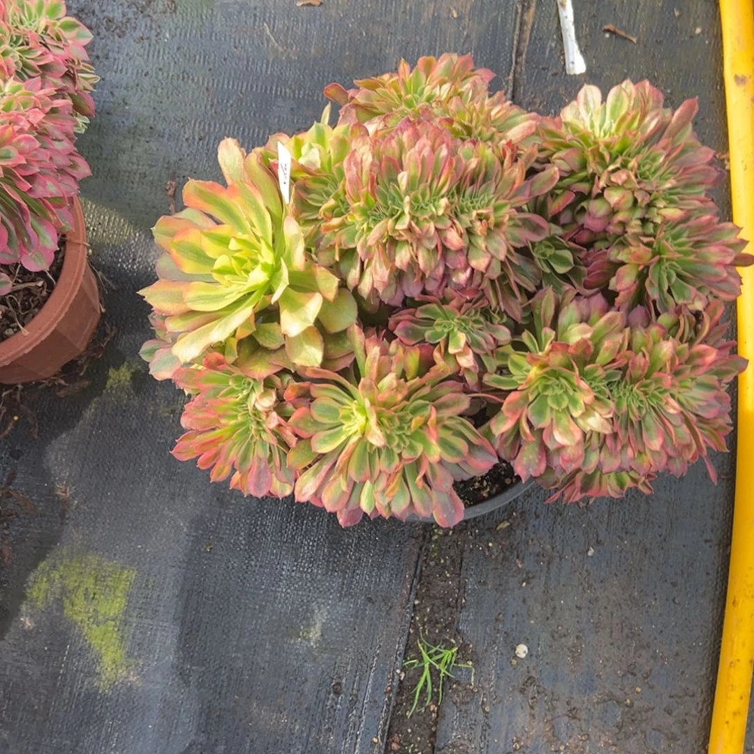 間***单560雅典娜缀多肉多肉多肉