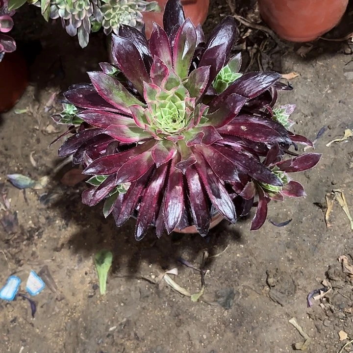 梵*多肉植物孔雀锦112