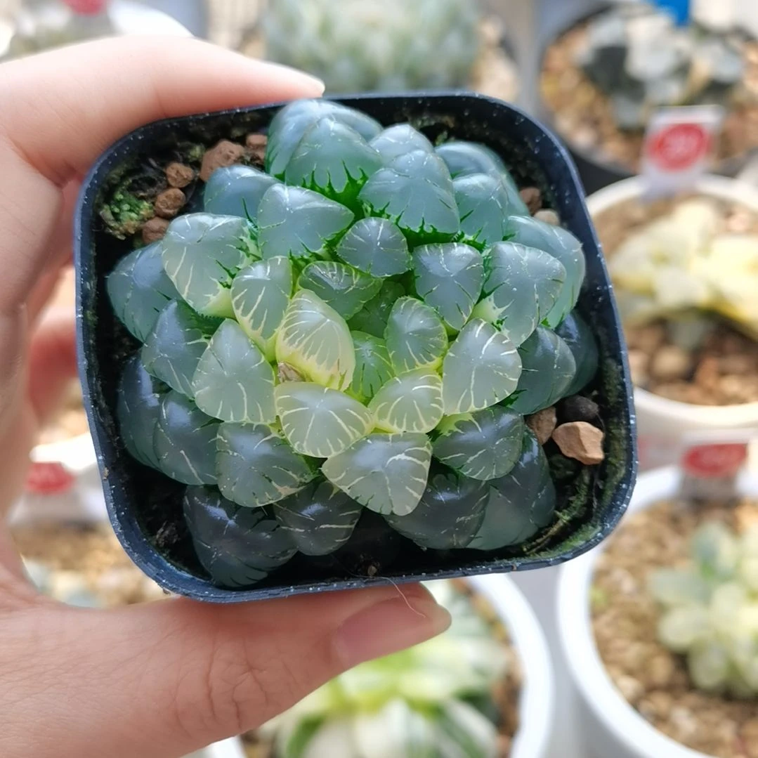 冰灯玉露锦一物一拍带盆土发货