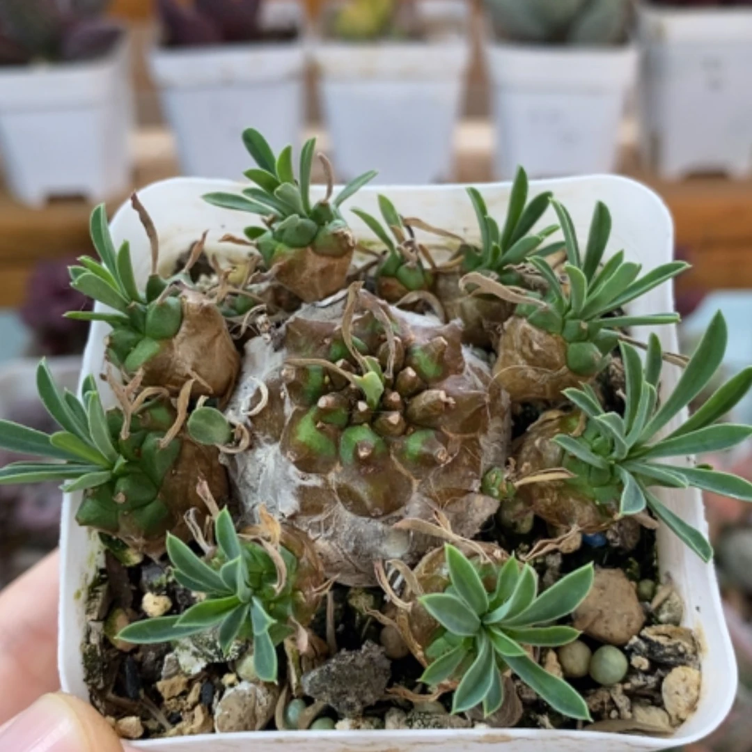 【闪购商品】无花朵铁甲麒麟