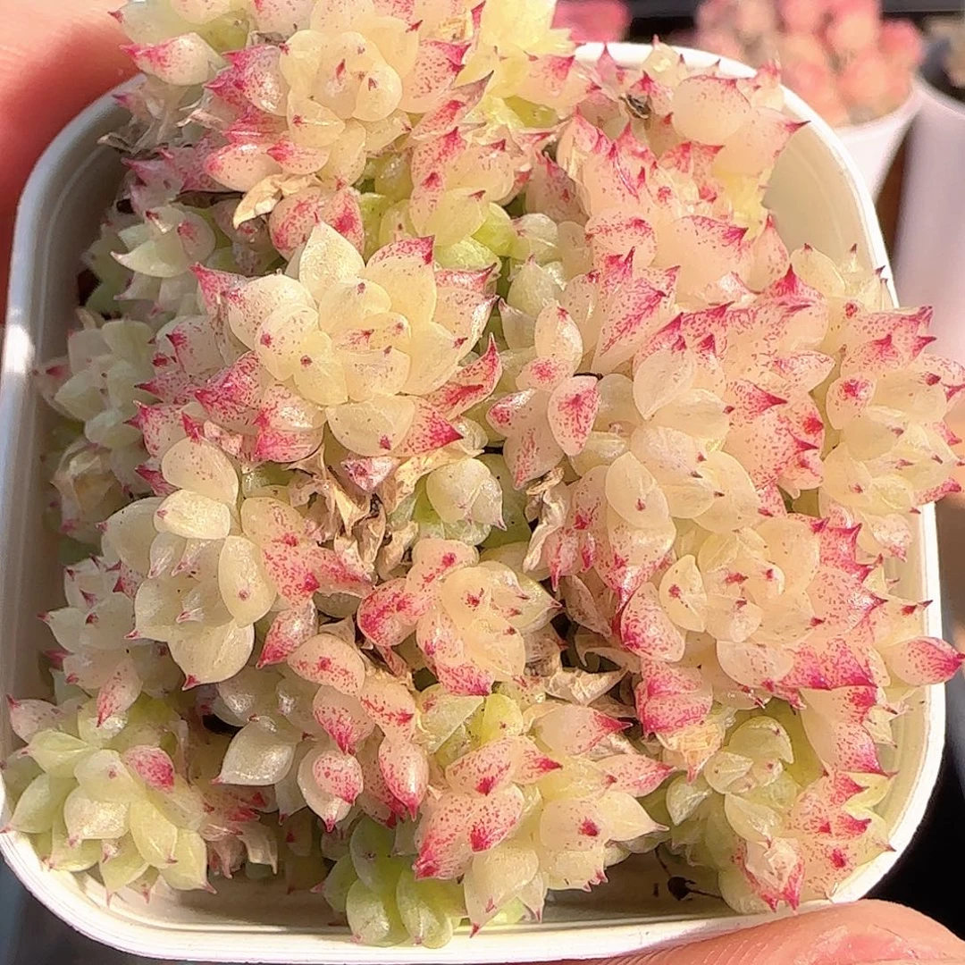 多肉1214-227优选麦秆群