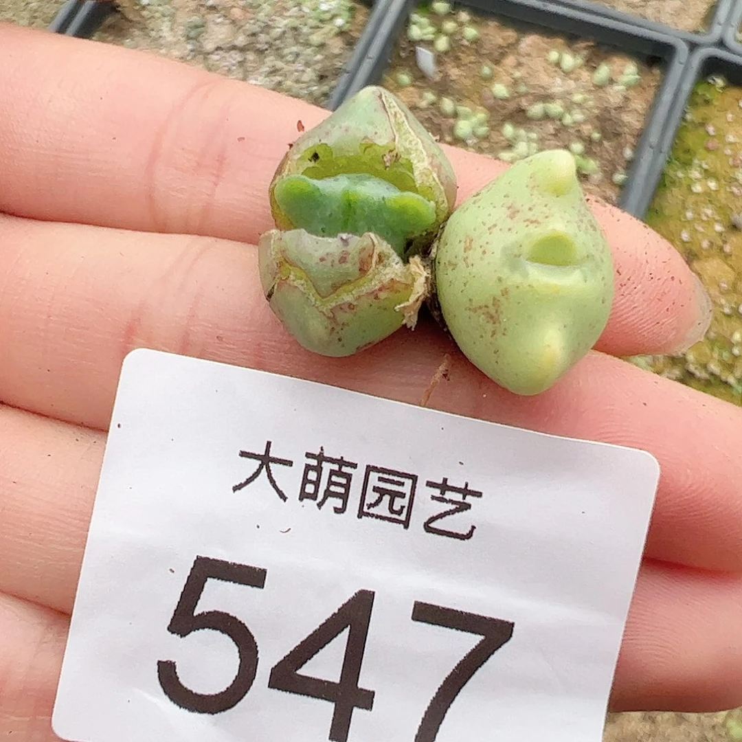 0000547量拍1449.1麋鹿角2颗
