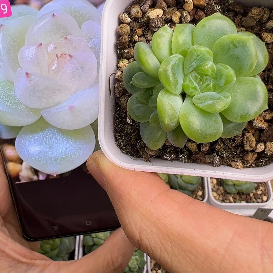 三头财富密码9。