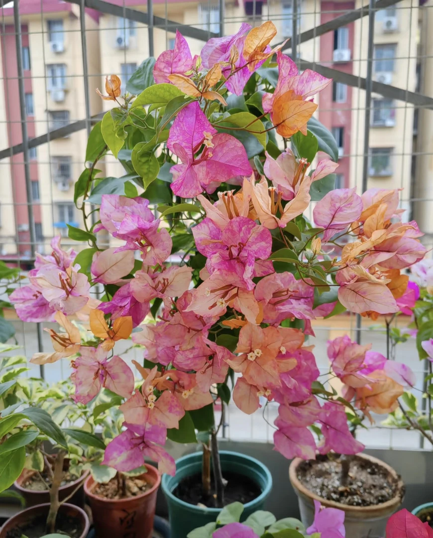 新品【阿朱娜】三角梅好养阳台勤花可爬藤可垂丝勤花不带花