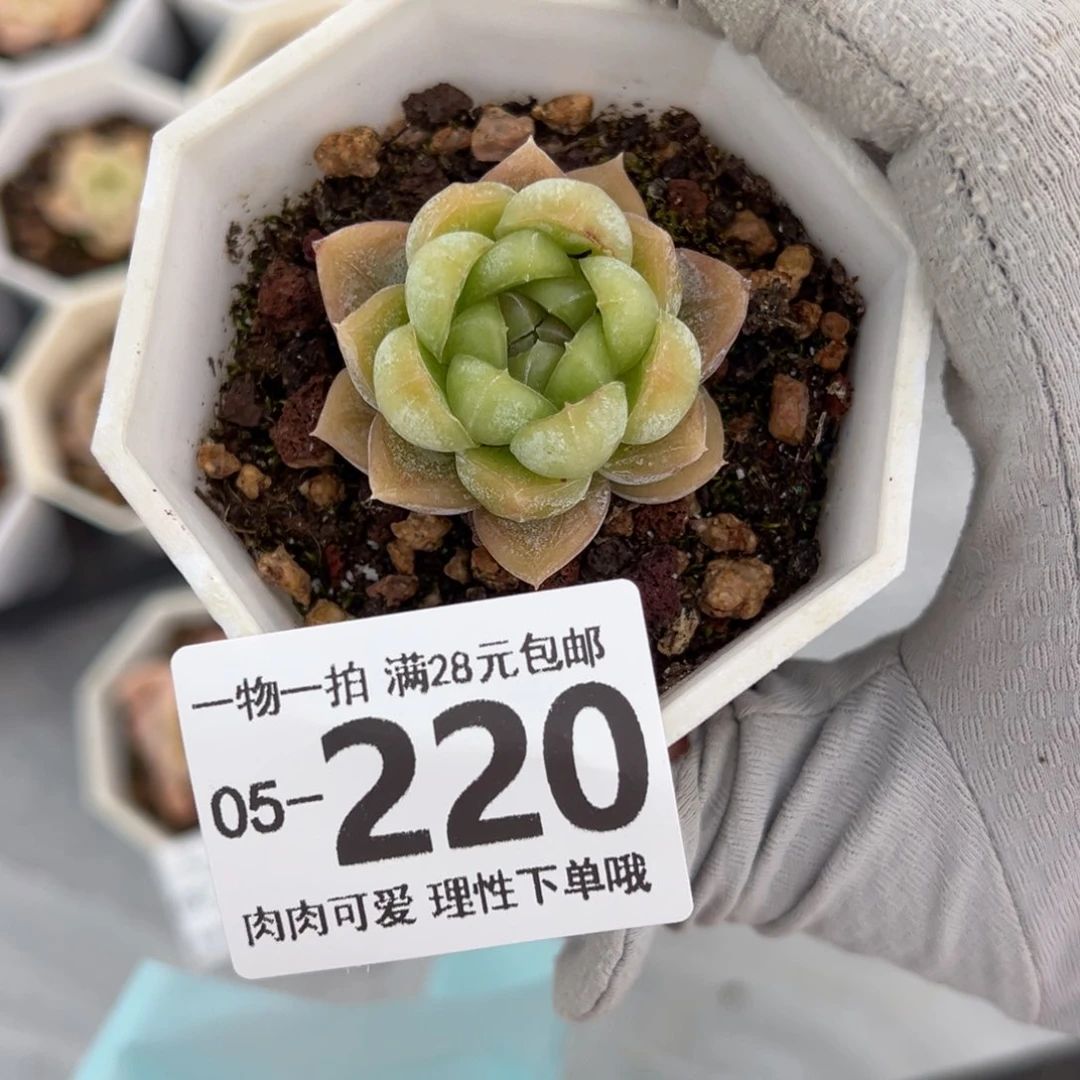 胖虎多肉多肉多肉多肉