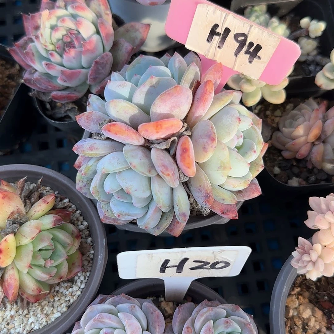 浅**凉H94韩橙多肉植物