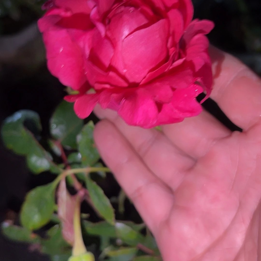 无花朵——-佛洛依德 福利