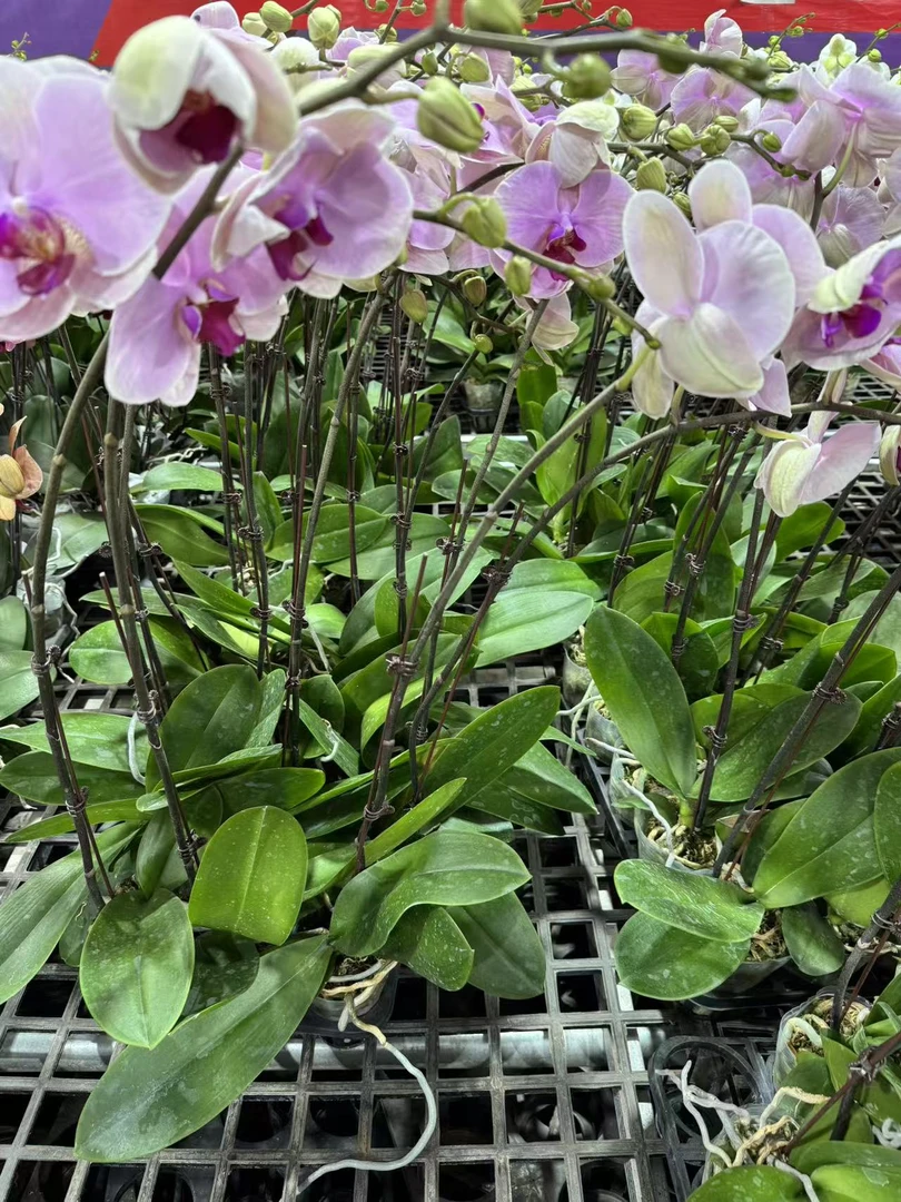蝴蝶兰【温莎】室内精品花卉昆明直发