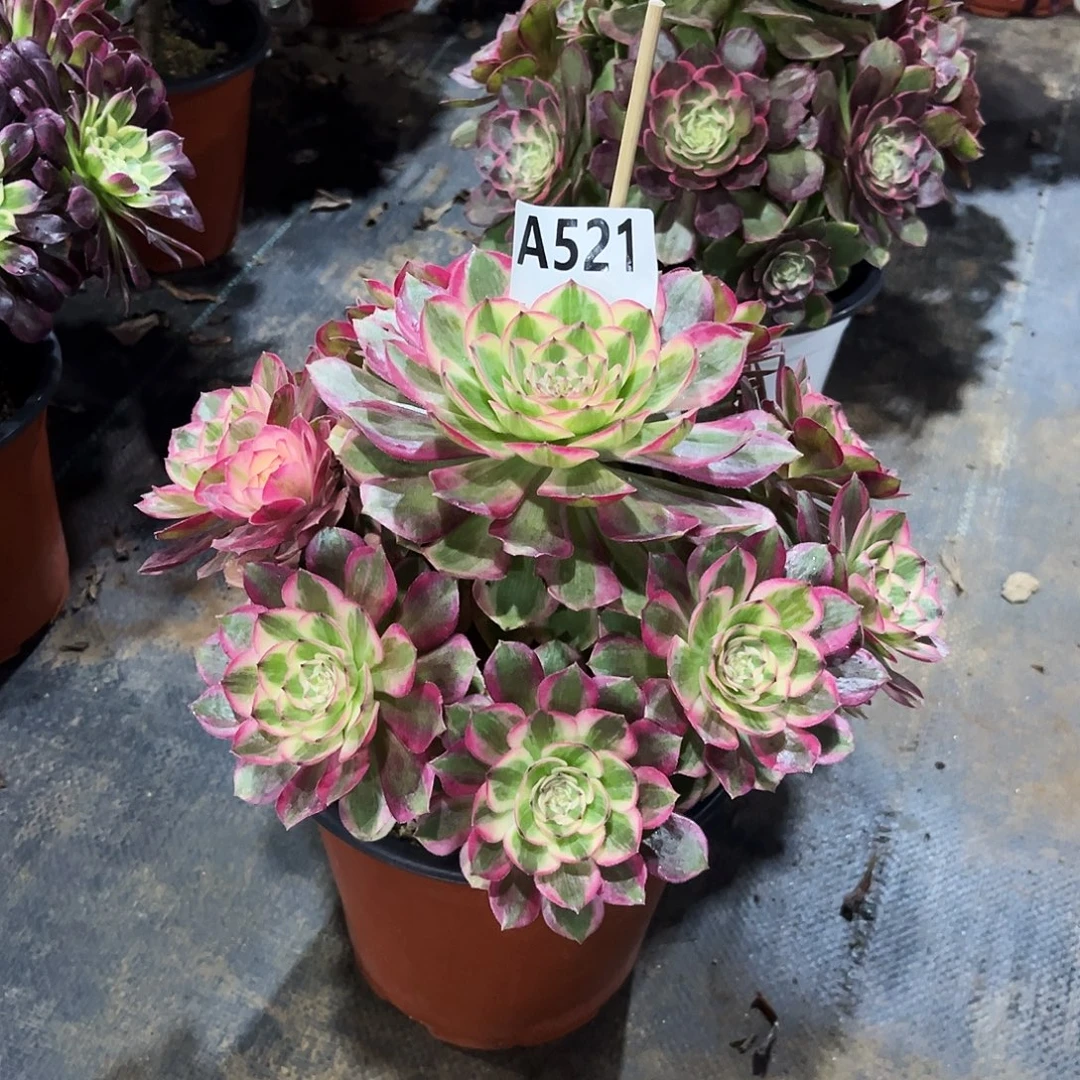 多肉云荷521多肉多肉