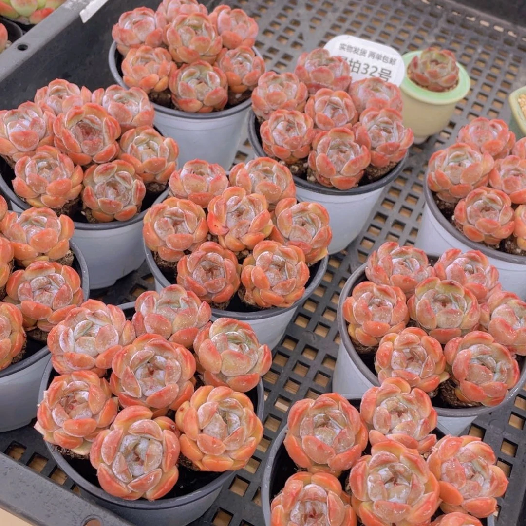 量拍32号 红色恋人单头组合7个