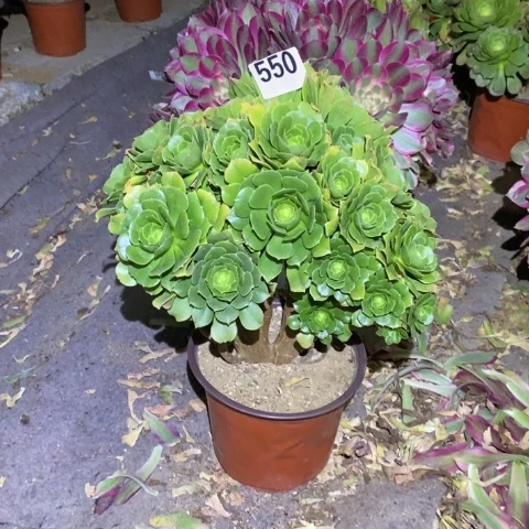 绿羊绒朵朵多肉植物法师不包损