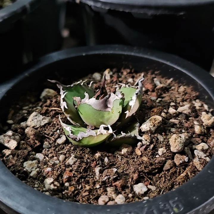 烈焰 有根苗: 基因保证非组培 (直播特价/下播结束)