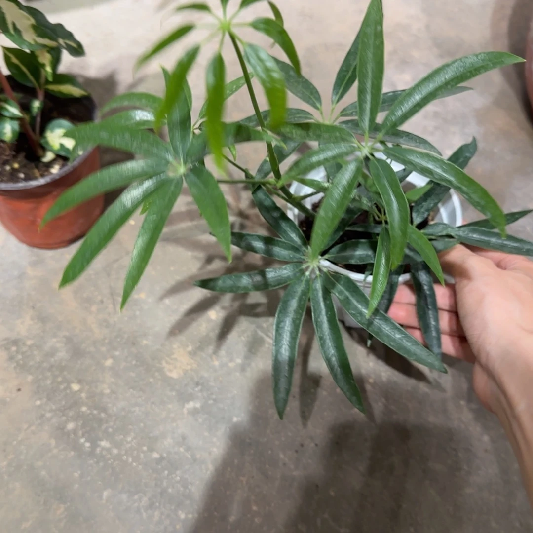不开花植物欧洲鹅掌木