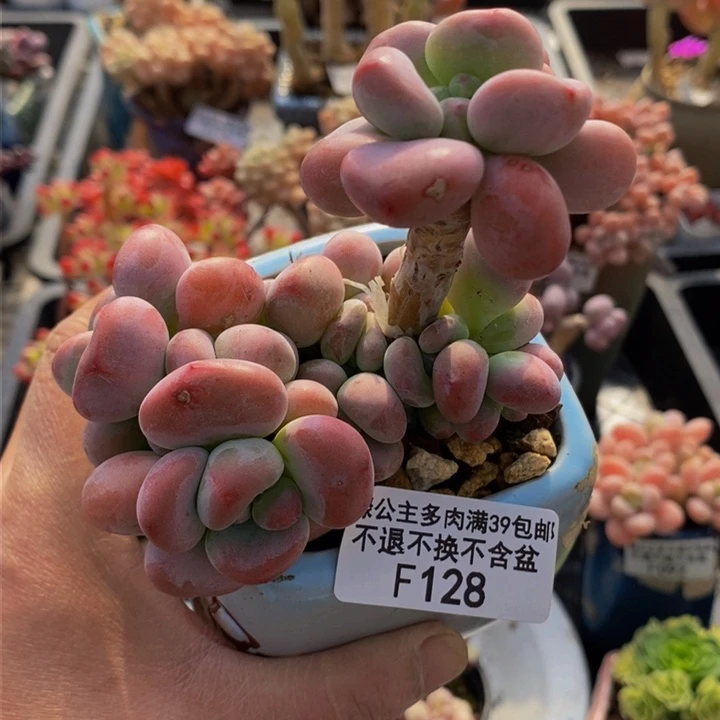腰子洛神8cm128多肉植物