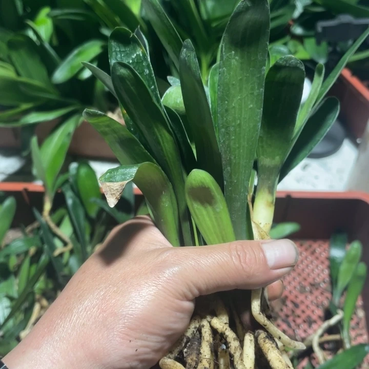 当前无花栽培后可以开花用****0