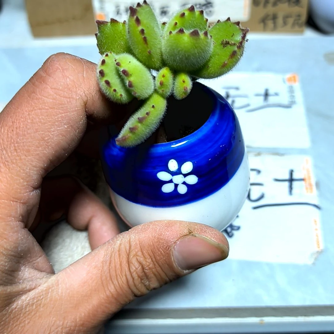 满6元包邮，绝绝子熊，2/4头