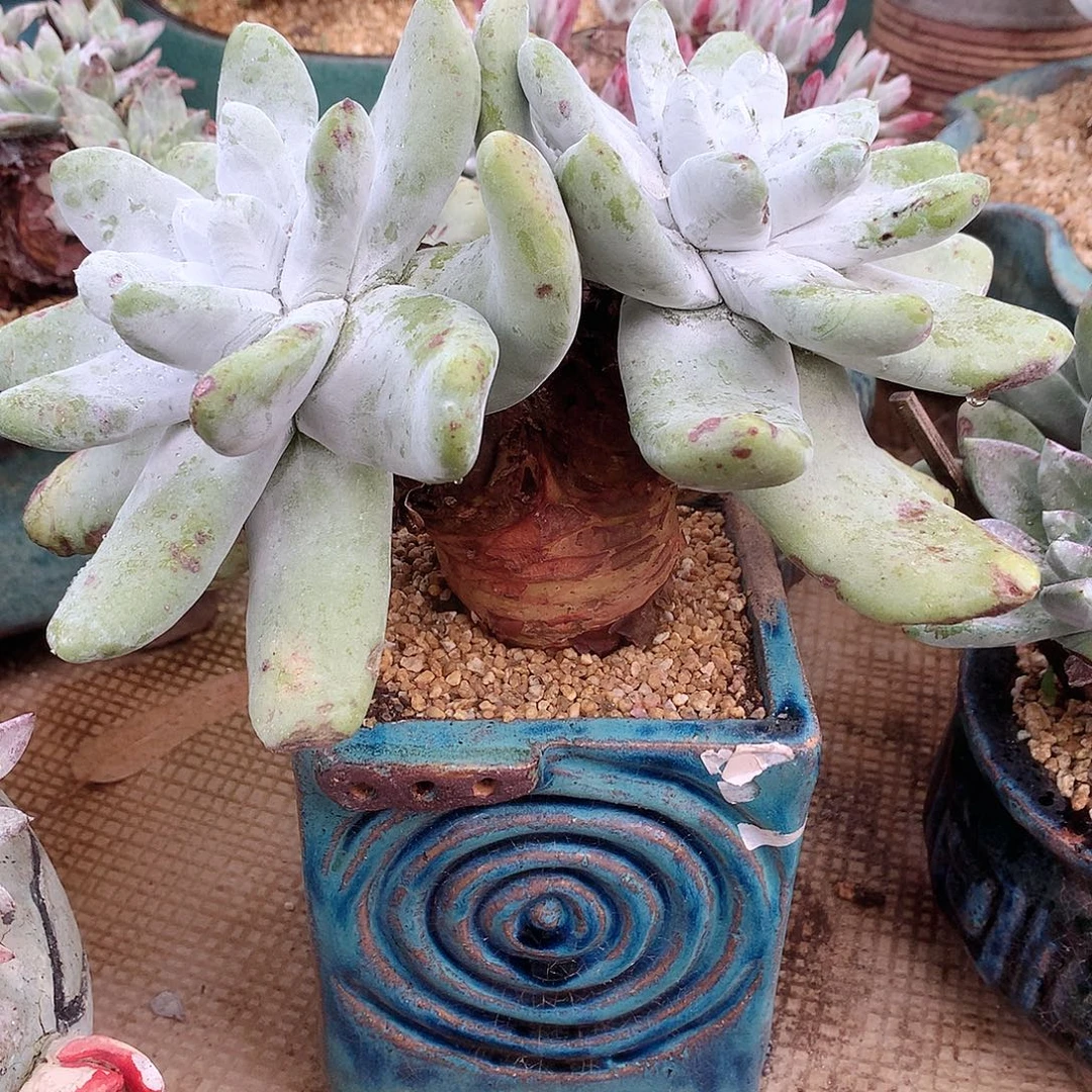 L***i123拇指仙女杯多肉