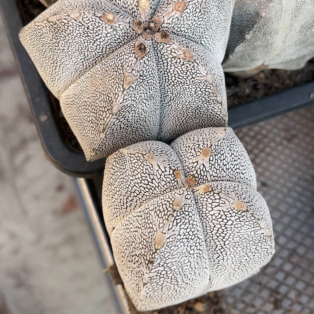 王***亮无花朵嗯种两颗花花