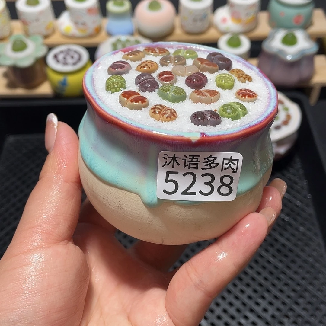 带盆土植物 一物一拍5238