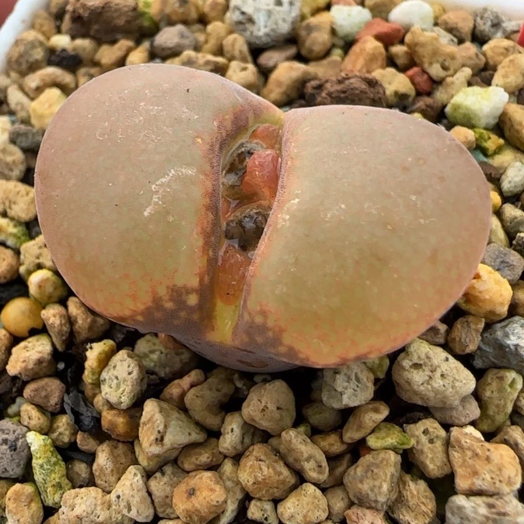 多肉植物大母本3公分40号