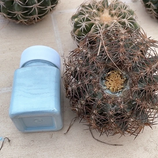 仙人球专用包邮50克