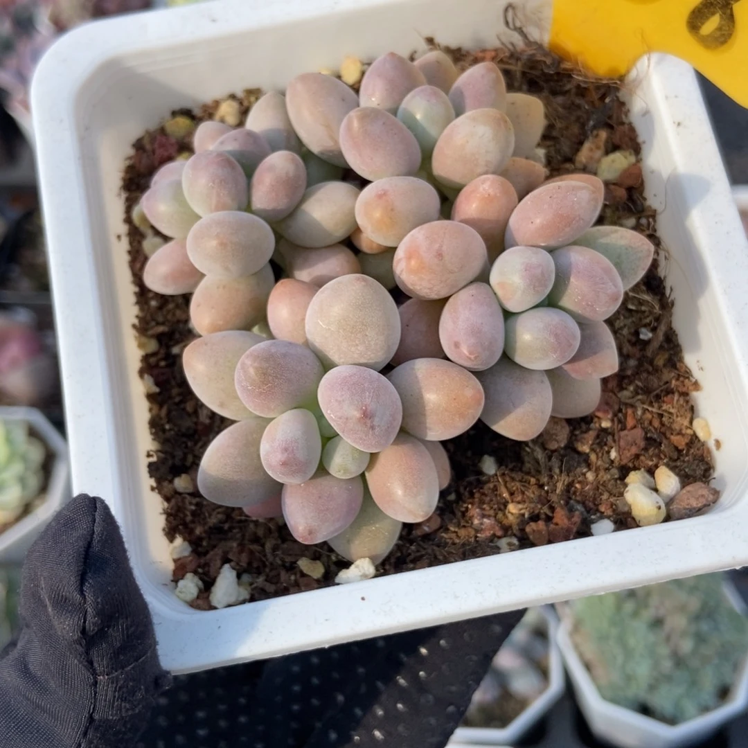 1938粉色恋人多肉植物