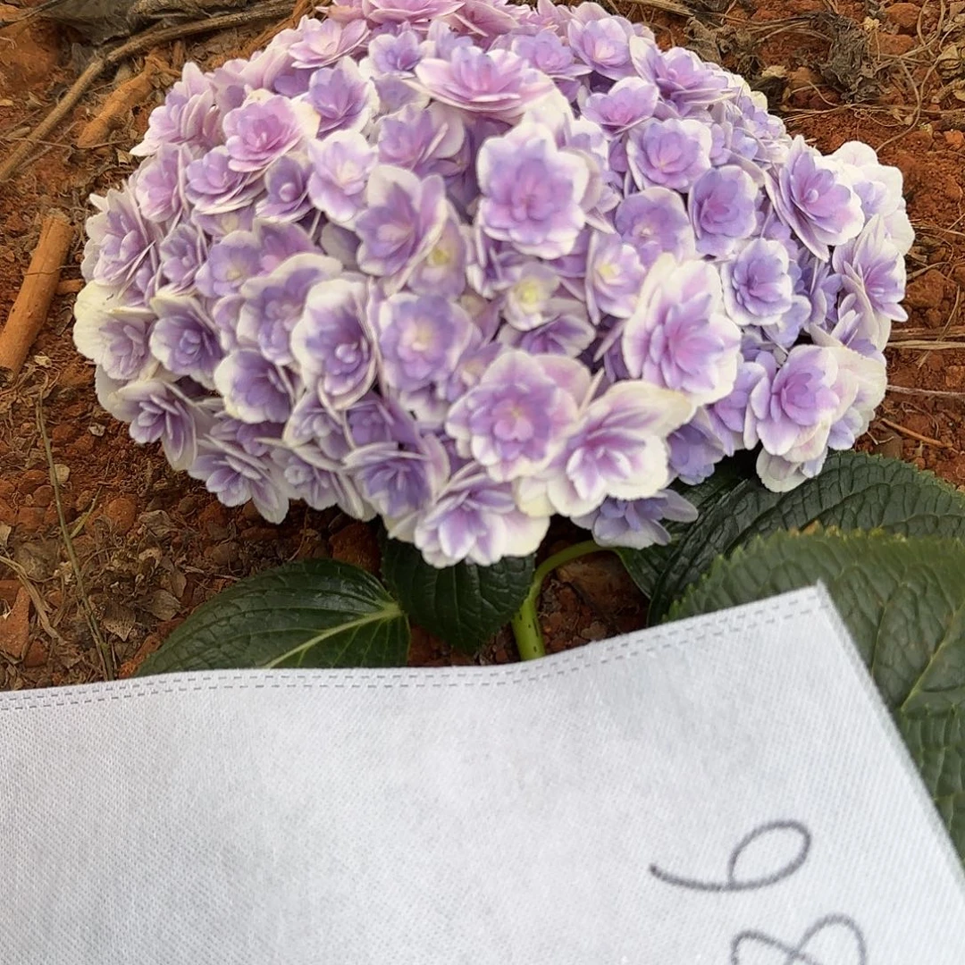 ****Q绣球切花一物一拍3枝起包邮，86