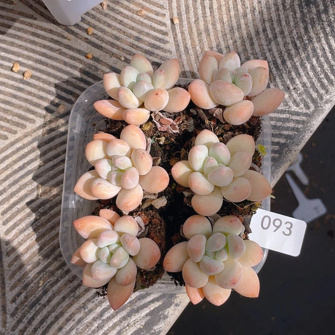 93。奶酪。 量拍。