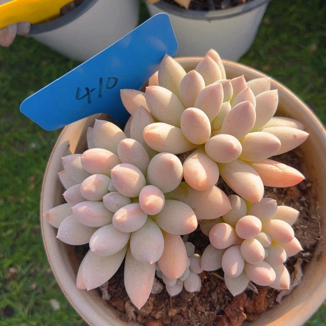 福利来啦打榜啦打榜