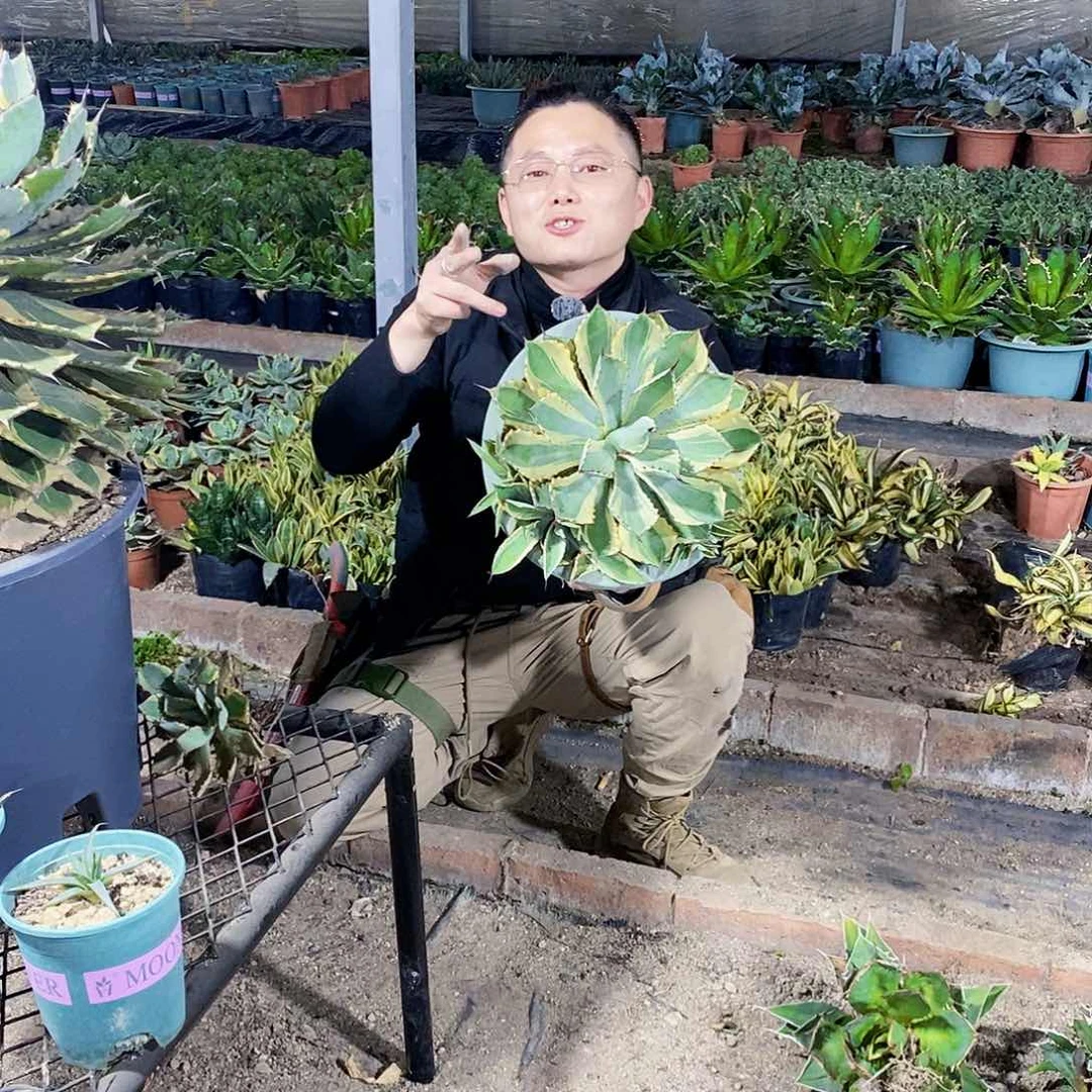 吉祥冠锦一颗1111