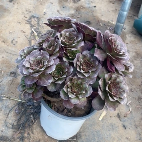 魅金玫瑰多肉植物021