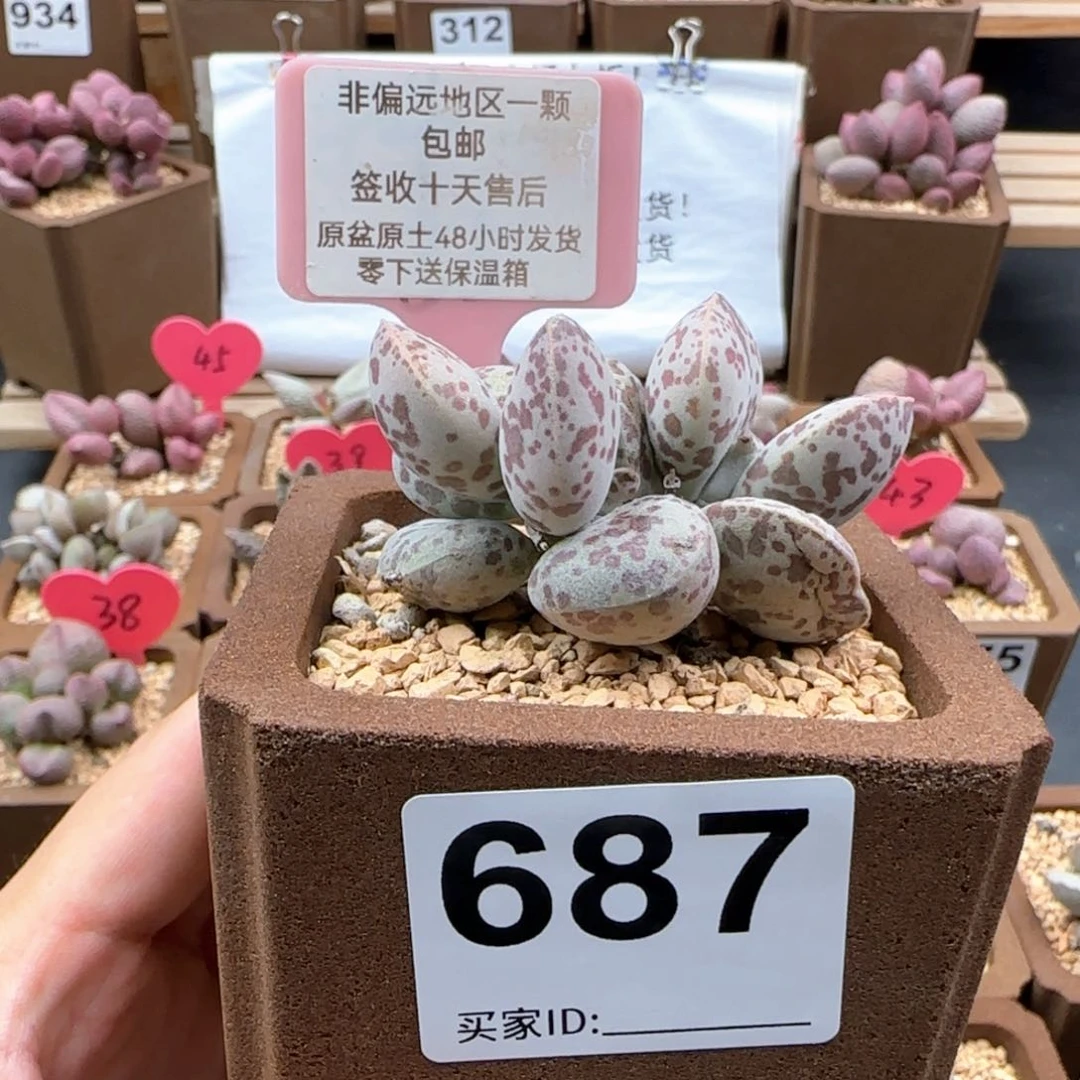 687巨型花蛋多肉植物