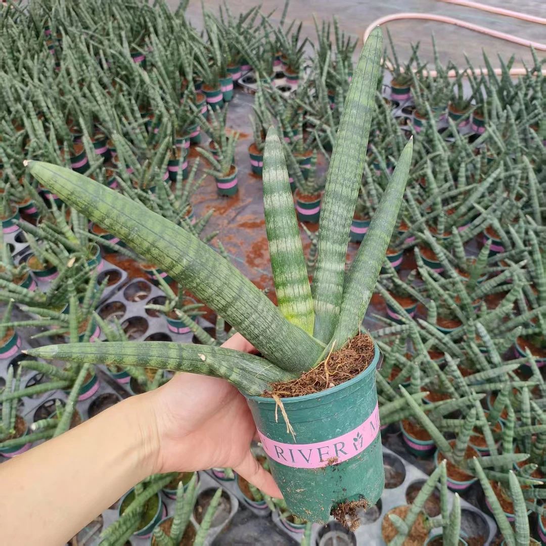 【直播浮利】把玩小佛手棒叶佛手虎皮兰单棵4-5指（形状随机发）