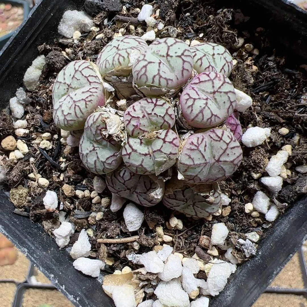 【闪购商品】240 青姬