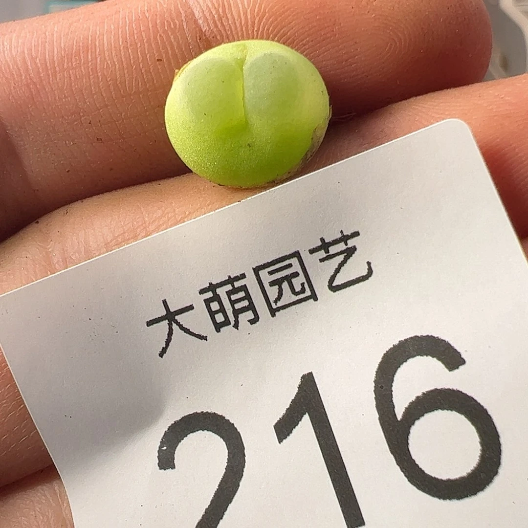 0000216 一物一拍……
