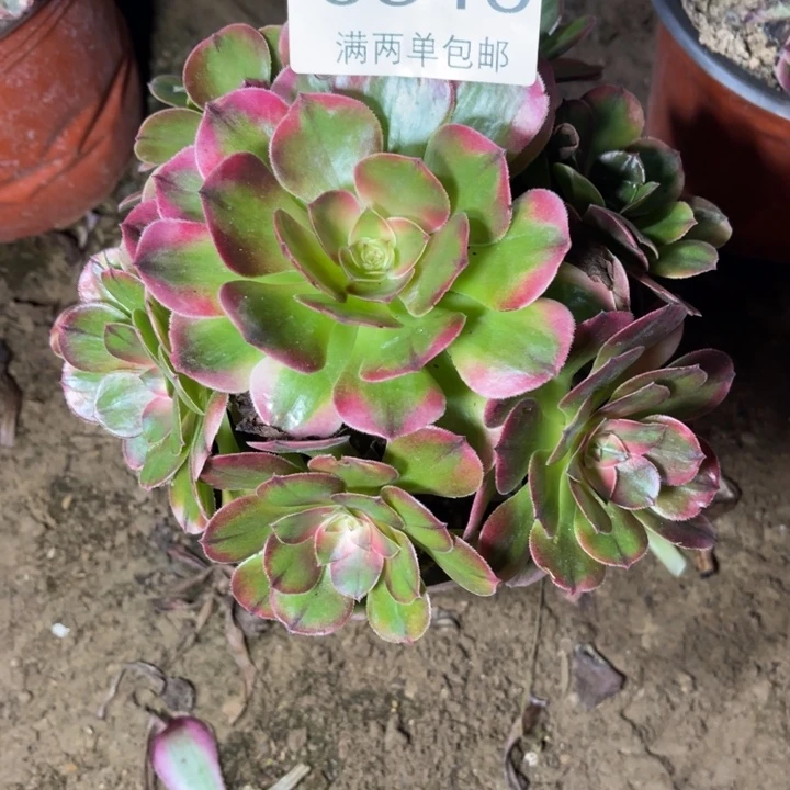 荔枝的的的0340多肉