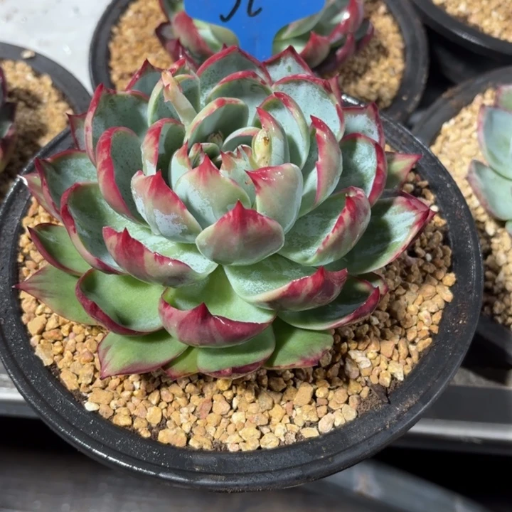 32号惊鸿仙子好好好