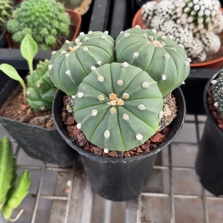 叁***叁我也不知道我为什么要