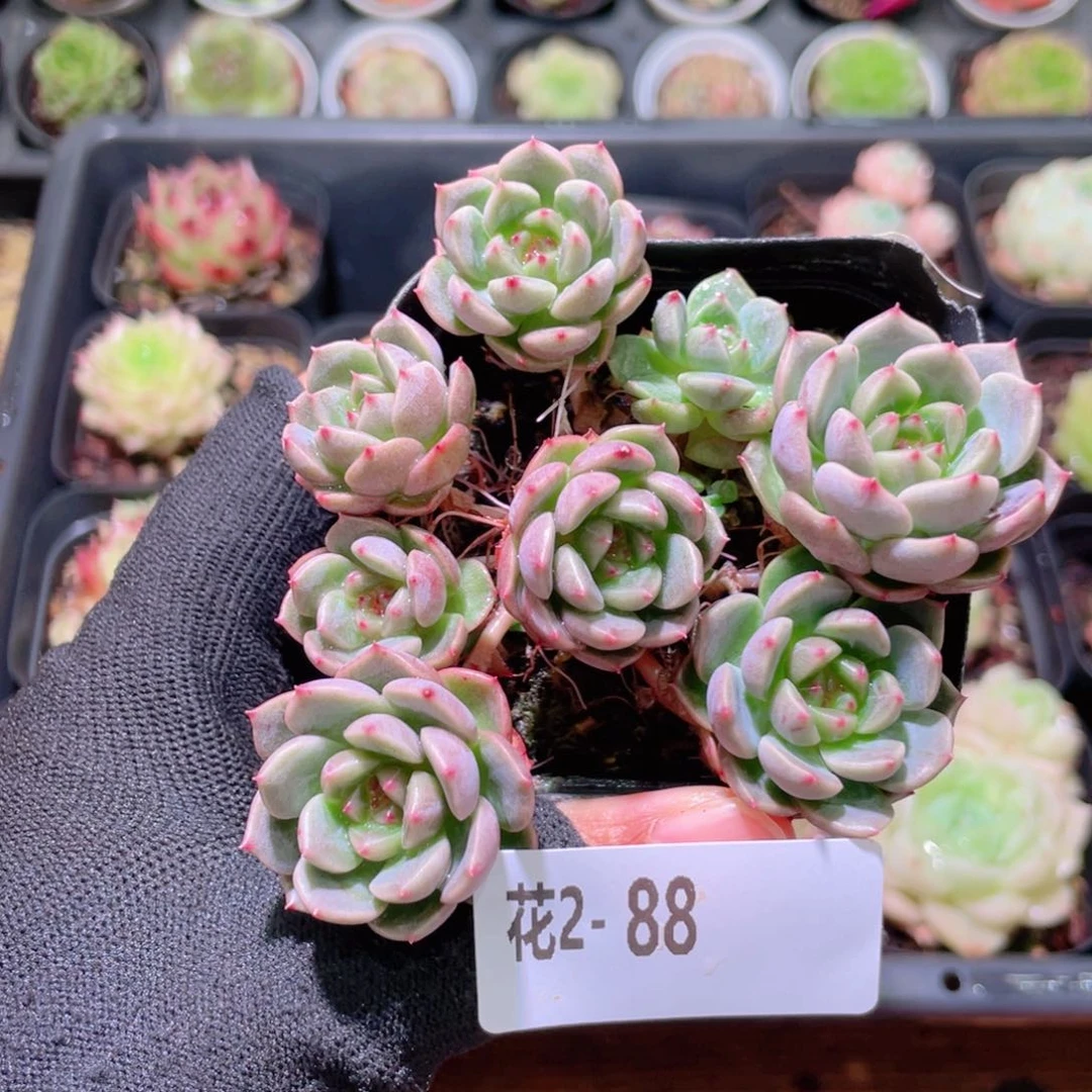 Y***V花利美2-88新品群