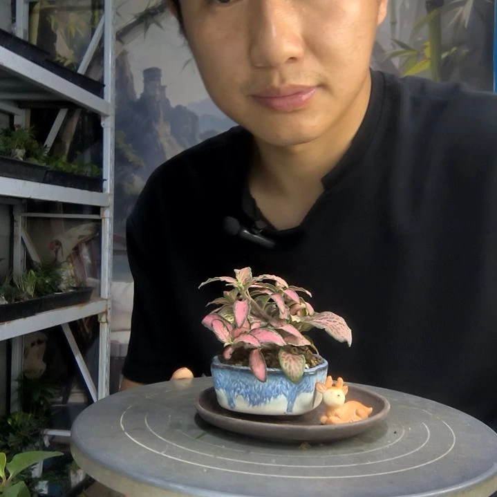 栖*中青园艺一物一拍146
