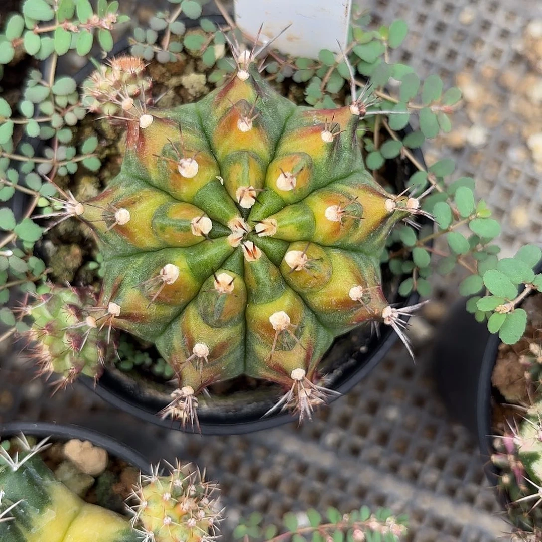 131-0626泰国发货多肉