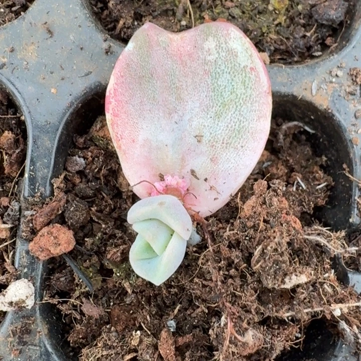 可爱玫瑰一物一拍
