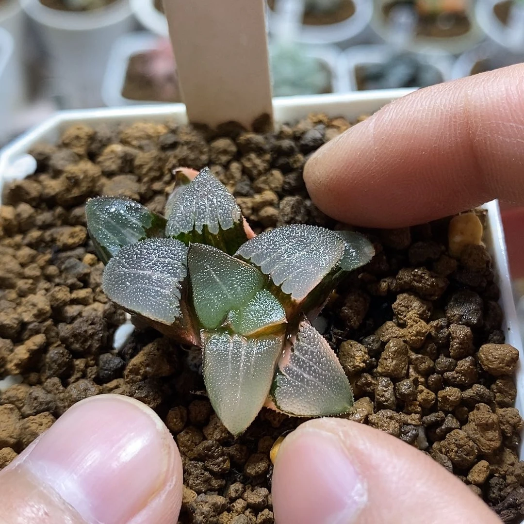 95春春克锦十二卷多肉