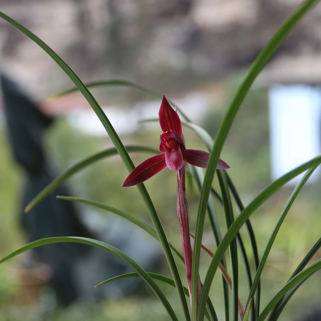 特香带花苞春兰紫草兰草红素子母两苖。兰花兰花盆栽春兰花兰草花