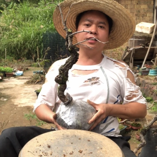 用***7无花朵盆景盆栽植物（不包成活率，不退不换）