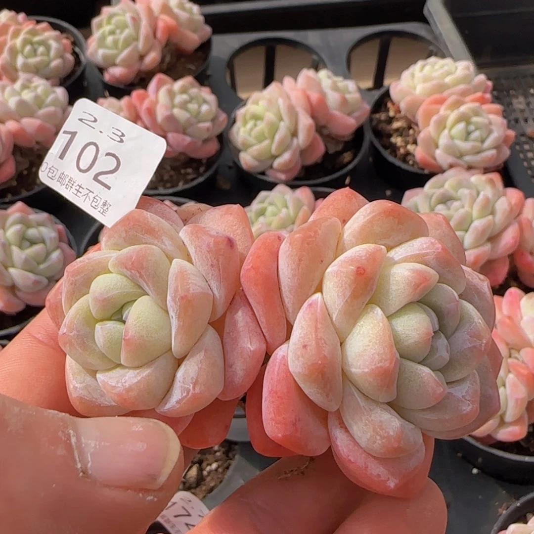 冰玉双头老桩一颗脱土