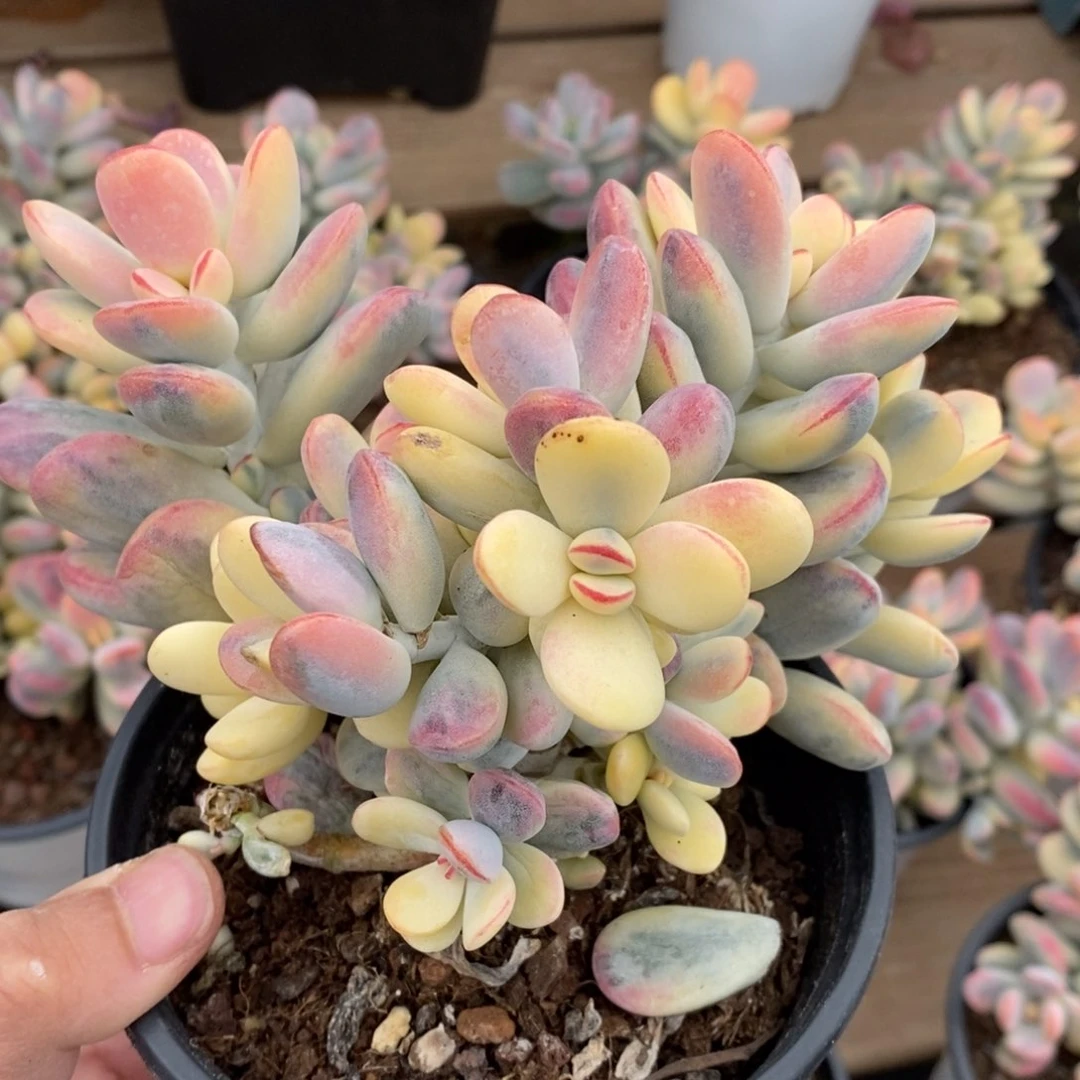 总****朕福娘锦多肉植物