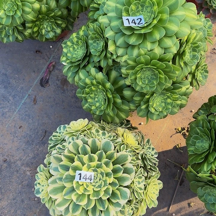 龙*142.144翡翠琉璃加绿豆沙