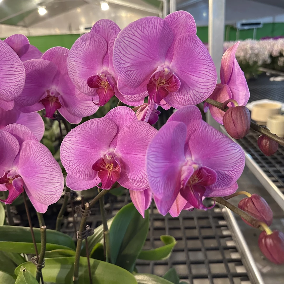 南汐蝴蝶兰3.5寸【爱丽丝】粉花系年宵热宠品种 带花发货